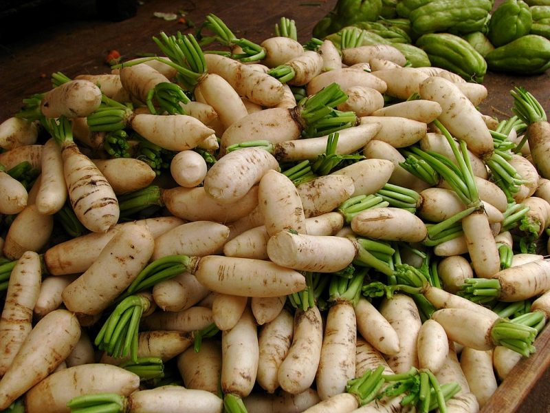Can Guinea Pigs Eat Daikon Radish? Can Guinea Pigs Eat Daikon Radish?