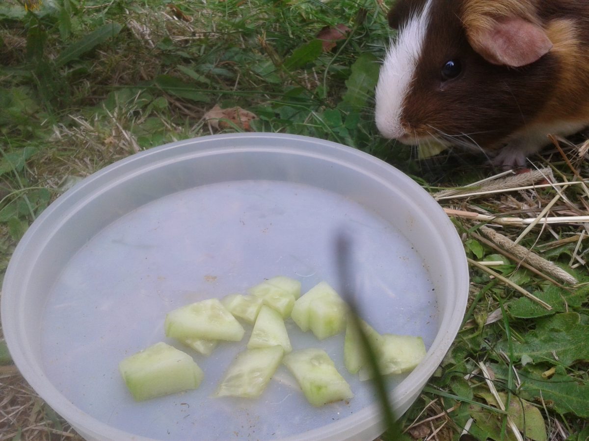 Can Guinea Pigs Eat Cucumbers?