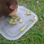 Can Guinea Pigs Eat Kiwi Fruit?