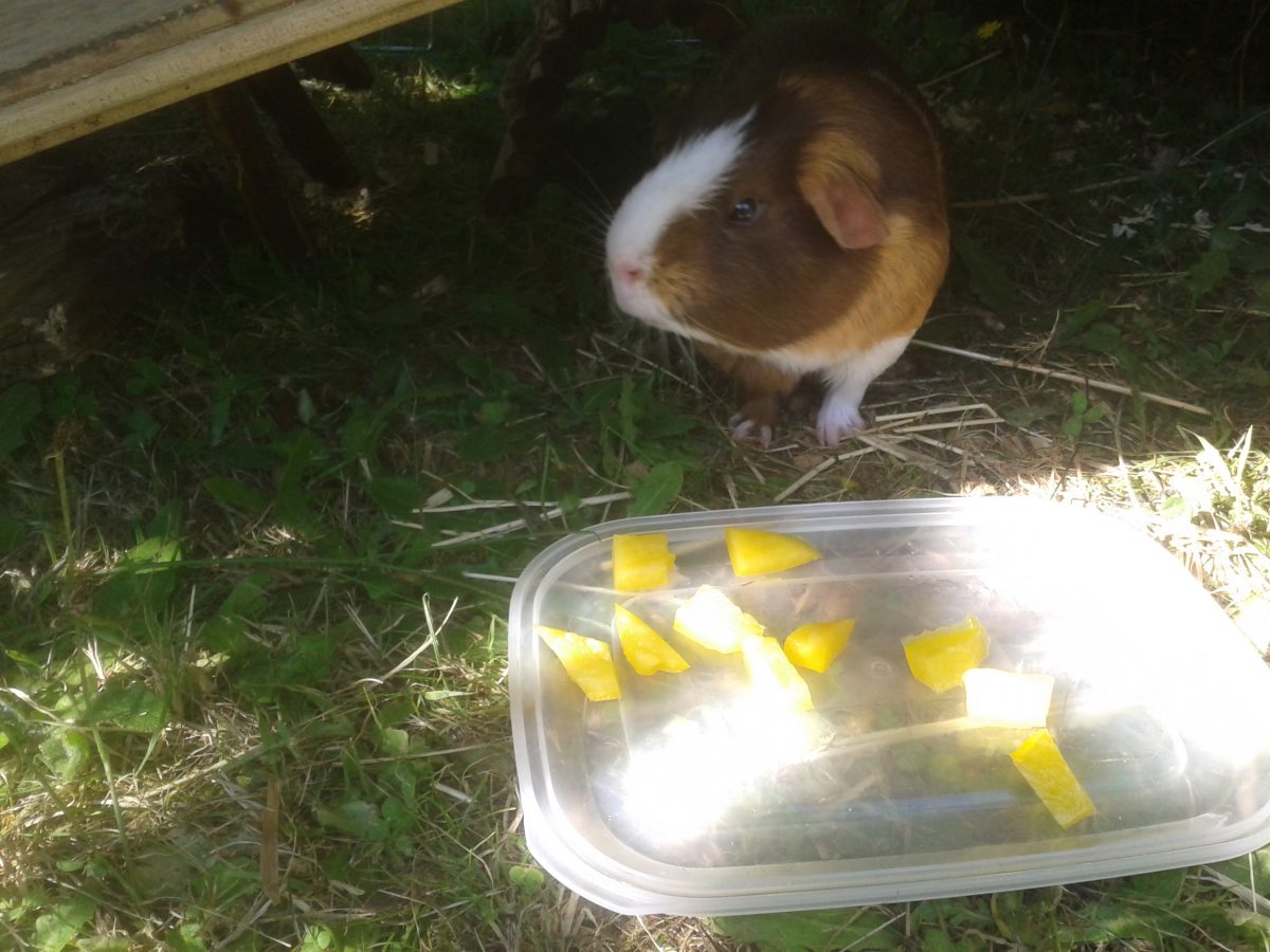 Can Guinea Pigs Eat Yellow Peppers?