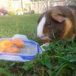 Can Guinea Pigs Eat Carrots?
