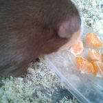 Can Guinea Pigs Eat Clementines?