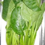 Can Guinea Pigs Eat Japanese Mustard Spinach?