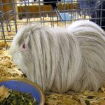 Can Guinea Pigs Eat Their Own Poop?