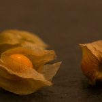 Can Guinea Pigs Eat Physalis?
