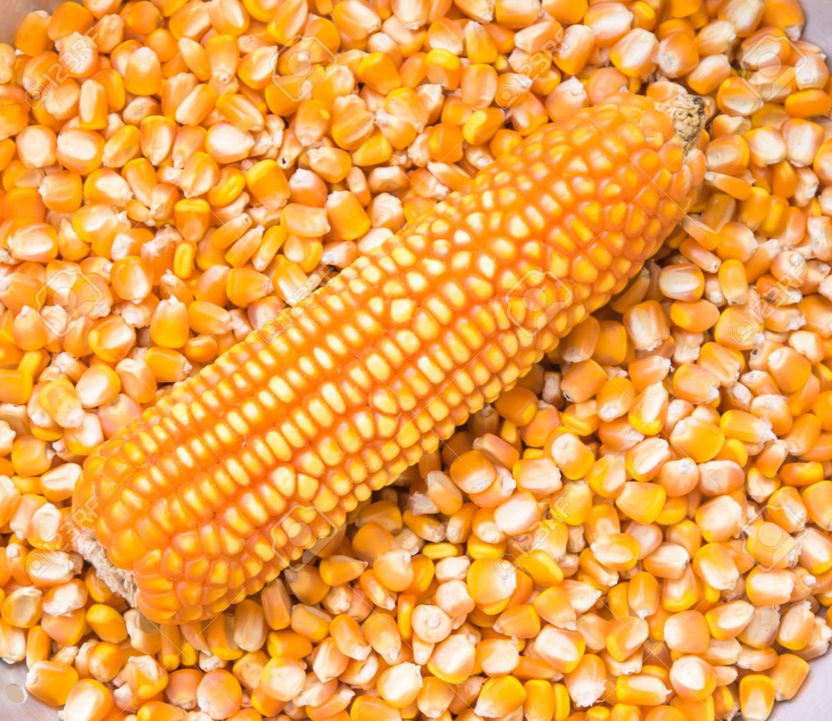 how-to-soak-corn-seed-before-planting-garden-guides