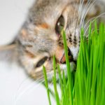 Can Guinea Pigs Eat Cat Grass?