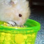 Can Guinea Pigs Eat Hamster Food?