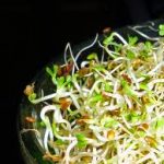 Can Guinea Pigs Eat Alfalfa Sprouts?